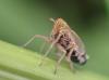 Megadelphax sordidulus